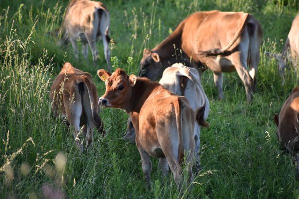 How to take care of your livestock: six easy steps